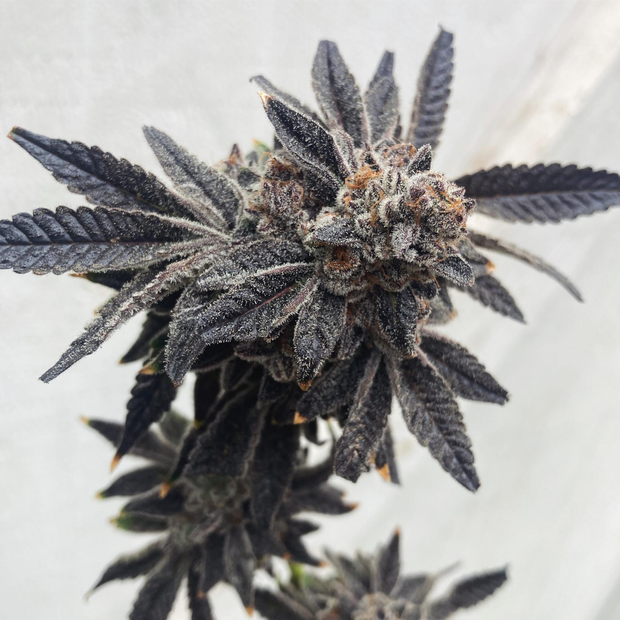 Fully mature Gelato 47 cannabis plant