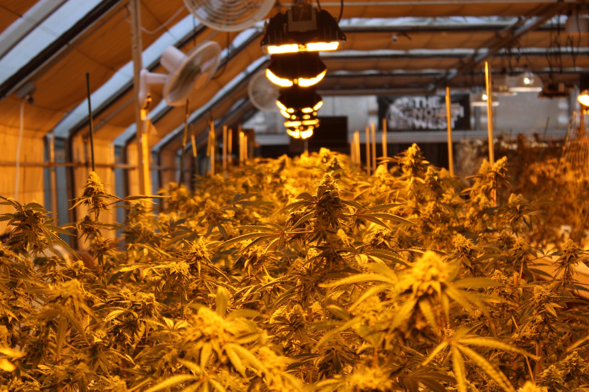 Flowering cannabis garden under High Pressure Sodium lamps